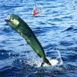 fishing-in-mexico-why-anglers-choose-loreto-dorado